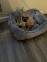 Rocki , a male Chihuahua for sale in Columbus Grove, OH – Photo 6 of 10