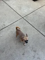 Rocki , a male Chihuahua for sale in Columbus Grove, OH – Photo 8 of 10