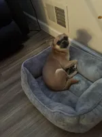 Rocki , a male Chihuahua for sale in Columbus Grove, OH – Photo 4 of 10