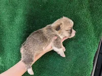Amsburg's line red boy 1, a male Pembroke Welsh Corgi for sale in Sacramento, CA – 2 of 4