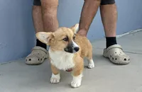 Amsburg's line red girl 2, a female Pembroke Welsh Corgi for sale in Sacramento, CA – 2 of 5