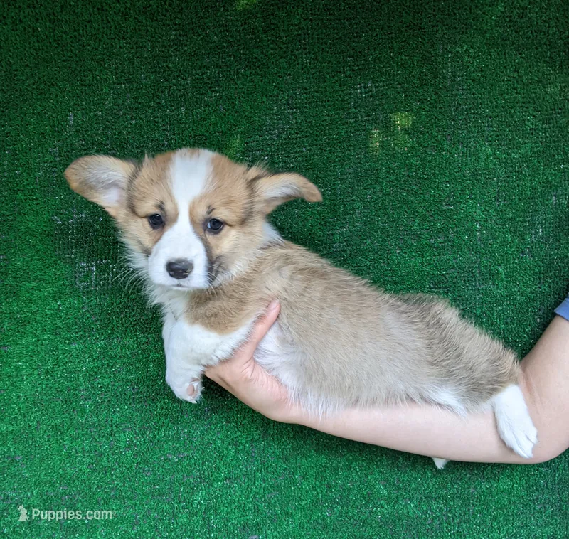 Amsburg's line red girl 1 – Pembroke Welsh Corgi puppy for sale in Sacramento, CA
