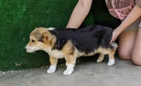 Amsburg's line tricolor toy size male, a male Pembroke Welsh Corgi for sale in Sacramento, CA – Photo 4 of 4