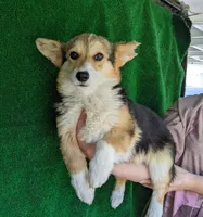 Amsburg's line tricolor toy size male, a male Pembroke Welsh Corgi for sale in Sacramento, CA – Photo 3 of 4