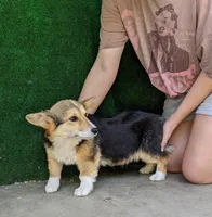Amsburg's line tricolor toy size male, a male Pembroke Welsh Corgi for sale in Sacramento, CA – Photo 2 of 4