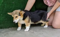Amsburg's line tricolor toy size male, a male Pembroke Welsh Corgi for sale in Sacramento, CA – Photo 1 of 4