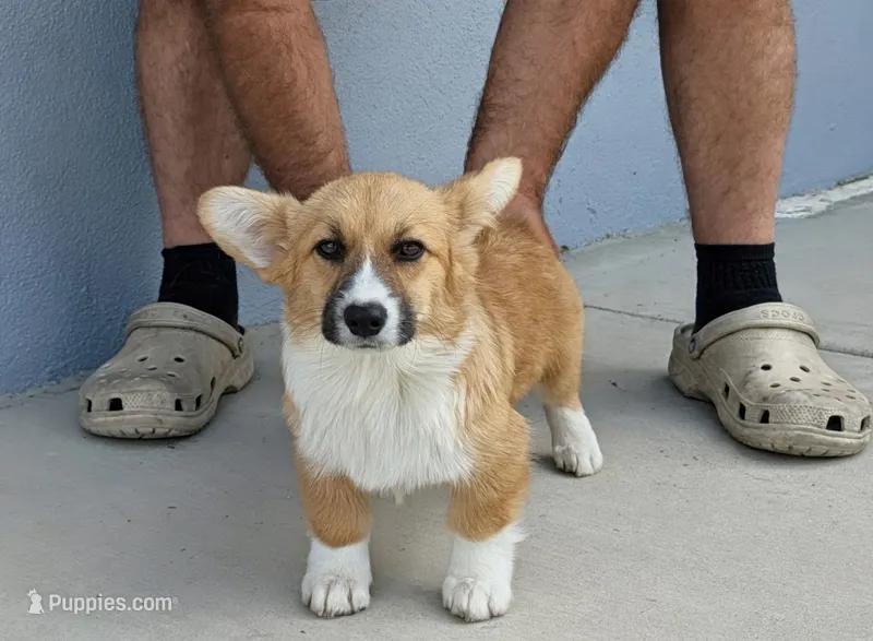 Amsburg's line red girl 2 – Pembroke Welsh Corgi puppy for sale in Sacramento, CA