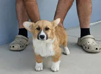 Amsburg's line red girl 2, a female Pembroke Welsh Corgi for sale in Sacramento, CA – 1 of 5