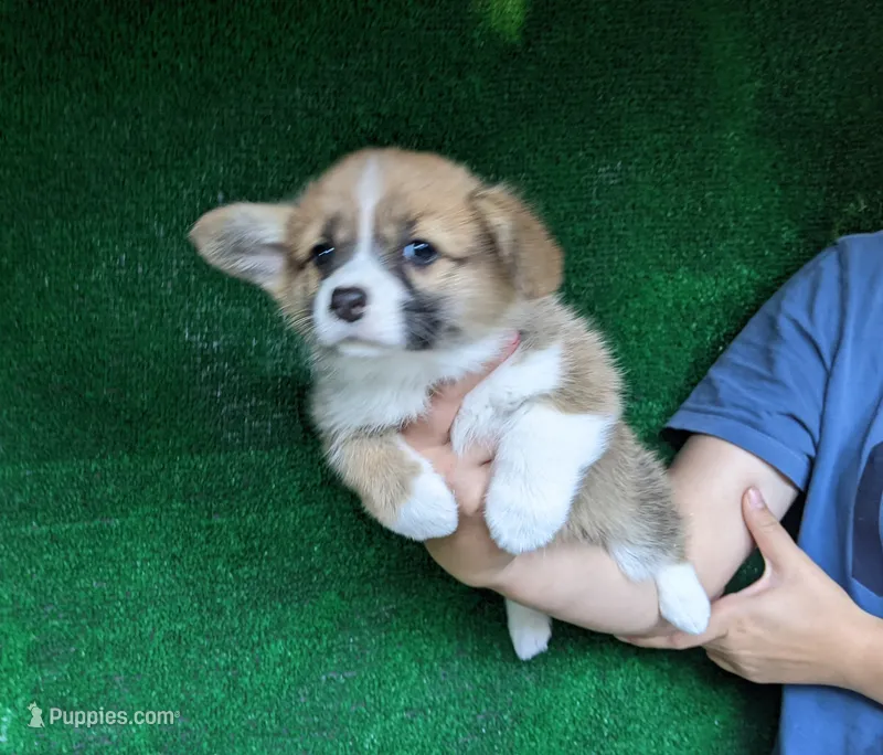 Amsburg's line red girl 2 – Pembroke Welsh Corgi puppy for sale in Sacramento, CA