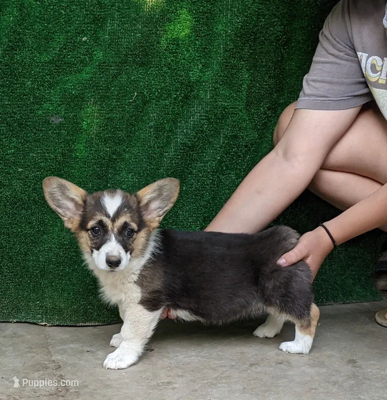 Amsburg's line tricolor male  – Pembroke Welsh Corgi puppy for sale in Sacramento, CA