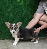 Amsburg's line tricolor male , a male Pembroke Welsh Corgi for sale in Sacramento, CA – 1 of 2