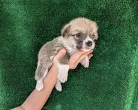 Amsburg's line red male 3, a male Pembroke Welsh Corgi for sale in Sacramento, CA – 1 of 3