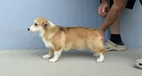 Amsburg's line Rare Sable girl , a female Pembroke Welsh Corgi for sale in Sacramento, CA – 3 of 5