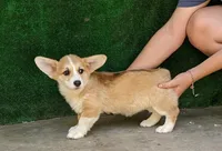 Amsburg's line red girl 1, a female Pembroke Welsh Corgi for sale in Sacramento, CA – 3 of 5