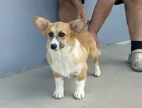Amsburg's line red girl 1, a female Pembroke Welsh Corgi for sale in Sacramento, CA – 1 of 6