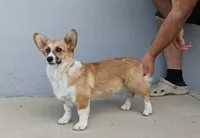 Amsburg's line red girl 1, a female Pembroke Welsh Corgi for sale in Sacramento, CA – 4 of 6