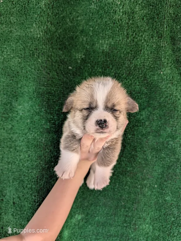 Amsburg's line red boy 1 – Pembroke Welsh Corgi puppy for sale in Sacramento, CA