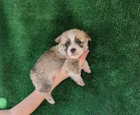 Amsburg's line red male 2, a male Pembroke Welsh Corgi for sale in Sacramento, CA – 2 of 3