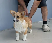 Amsburg's line red girl 1, a female Pembroke Welsh Corgi for sale in Sacramento, CA – 2 of 6