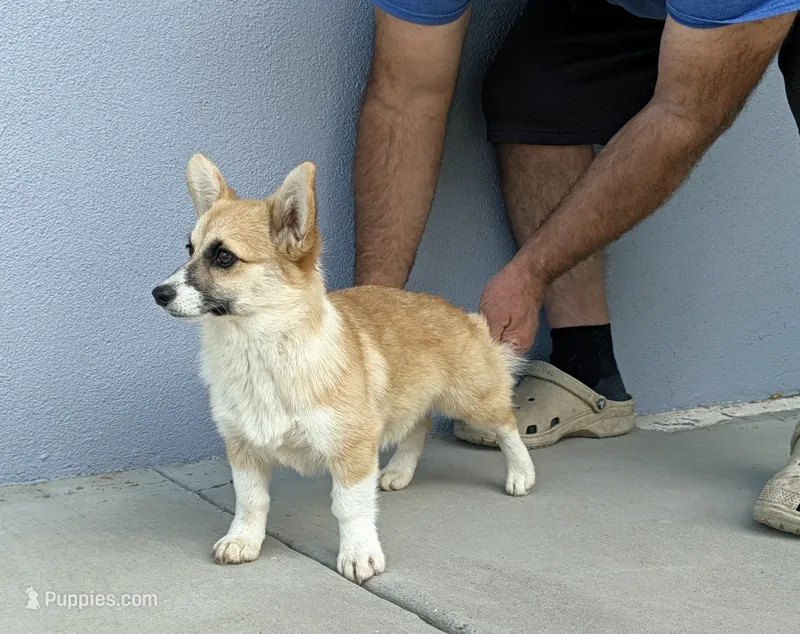 Amsburg's line Extremely Small girl  – Pembroke Welsh Corgi puppy for sale in Sacramento, CA