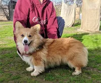 Amsburg's line red girl 1, a female Pembroke Welsh Corgi for sale in Sacramento, CA – 5 of 5