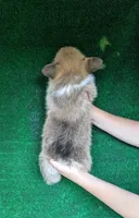 Amsburg's line red girl 3, a female Pembroke Welsh Corgi for sale in Sacramento, CA – 2 of 4
