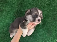 Amsburg's line tricolor male, a male Pembroke Welsh Corgi for sale in Sacramento, CA – 2 of 3