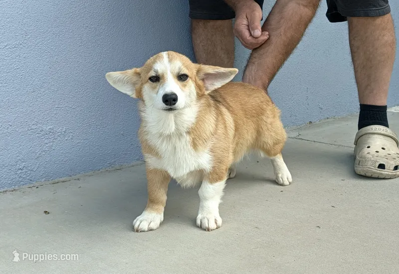 Amsburg's line Rare Sable girl  – Pembroke Welsh Corgi puppy for sale in Sacramento, CA