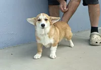 Amsburg's line Rare Sable girl , a female Pembroke Welsh Corgi for sale in Sacramento, CA – 1 of 5