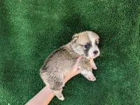 Amsburg's line red male 2, a male Pembroke Welsh Corgi for sale in Sacramento, CA – 3 of 3