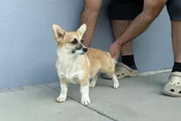 Amsburg's line Extremely Small girl , a female Pembroke Welsh Corgi for sale in Sacramento, CA – 2 of 5