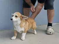 Amsburg's line Rare Sable girl , a female Pembroke Welsh Corgi for sale in Sacramento, CA – 2 of 5