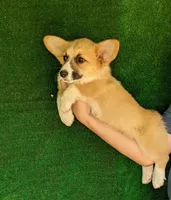 Amsburg's line red girl 2, a female Pembroke Welsh Corgi for sale in Sacramento, CA – 3 of 5