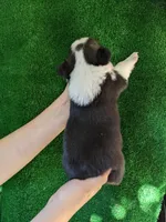 Amsburg's line tricolor male 1, a male Pembroke Welsh Corgi for sale in Sacramento, CA – Photo 3 of 3