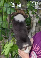 Amsburg's line tricolor male 1, a male Pembroke Welsh Corgi for sale in Sacramento, CA – 3 of 4