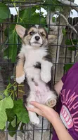 Amsburg's line tricolor male 1, a male Pembroke Welsh Corgi for sale in Sacramento, CA – 4 of 4