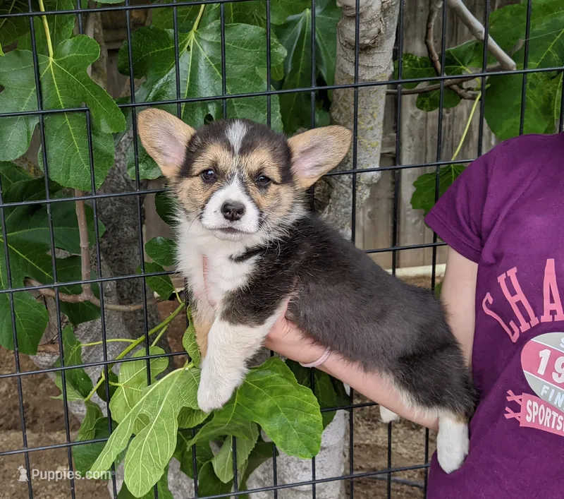 Amsburg's line tricolor male 1 – Pembroke Welsh Corgi puppy for sale in Sacramento, CA