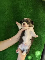 Amsburg's line tricolor male 1, a male Pembroke Welsh Corgi for sale in Sacramento, CA – Photo 2 of 3