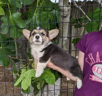 Amsburg's line tricolor male 1, a male Pembroke Welsh Corgi for sale in Sacramento, CA – 2 of 4