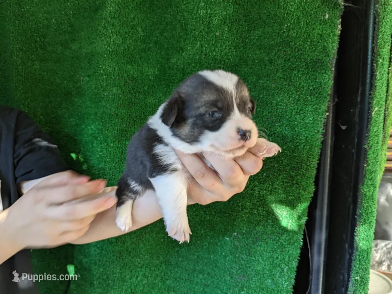 Amsburg's line tricolor male 1, a male Pembroke Welsh Corgi for sale in Sacramento, CA – Photo 1 of 3