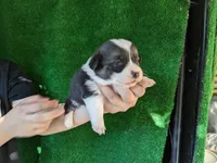 Amsburg's line tricolor male 1, a male Pembroke Welsh Corgi for sale in Sacramento, CA – Photo 1 of 3