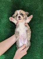 Amsburg's line red boy 1, a male Pembroke Welsh Corgi for sale in Sacramento, CA – 3 of 4