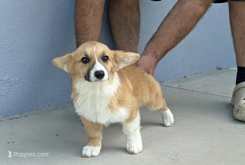Amsburg's line red girl 3 – Pembroke Welsh Corgi puppy for sale in Sacramento, CA
