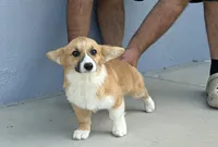Amsburg's line red girl 3, a female Pembroke Welsh Corgi for sale in Sacramento, CA – 1 of 6