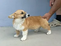 Amsburg's line red girl 3, a female Pembroke Welsh Corgi for sale in Sacramento, CA – 3 of 6