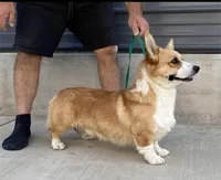 Amsburg's line red girl 2, a female Pembroke Welsh Corgi for sale in Sacramento, CA – 4 of 5
