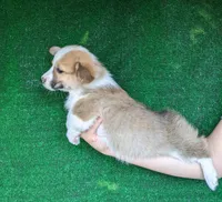 Amsburg's line red girl 1, a female Pembroke Welsh Corgi for sale in Sacramento, CA – 2 of 5