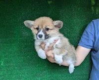 Amsburg's line red girl 3, a female Pembroke Welsh Corgi for sale in Sacramento, CA – 1 of 4