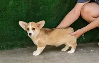 Amsburg's line red girl 1, a female Pembroke Welsh Corgi for sale in Sacramento, CA – 2 of 5