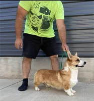Amsburg's line red girl 1, a female Pembroke Welsh Corgi for sale in Sacramento, CA – 4 of 5
